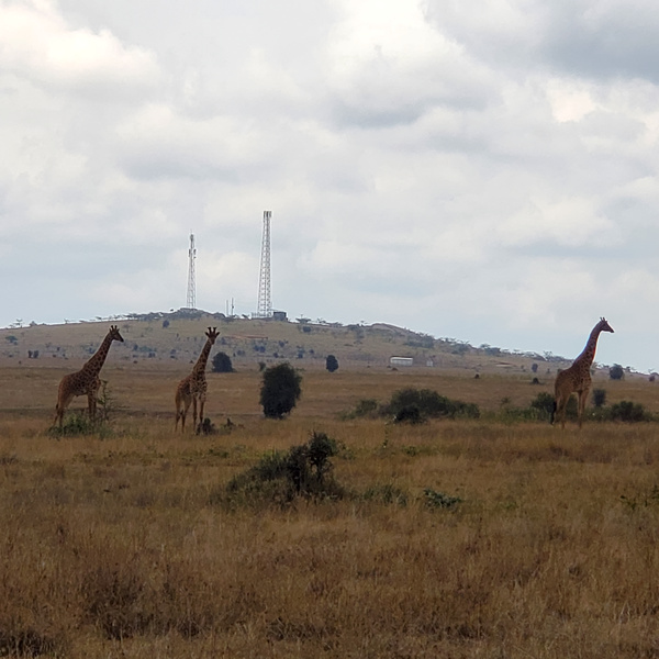 A peaceful view of the Kenyan countryside with open fields, soft sunlight, and a sense of quiet simplicity that inspired new beginnings for Patterns by Patsy.
