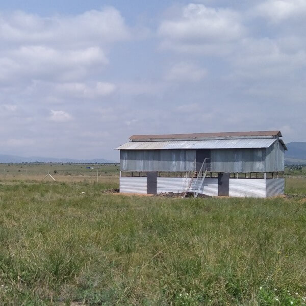 Sheep shed in the quiet Kenyan countryside surrounded by open fields.